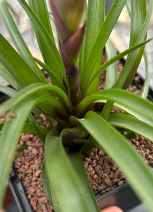 tillandsia cyanea