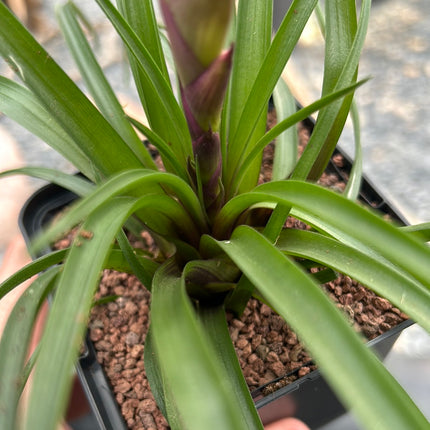 tillandsia cyanea