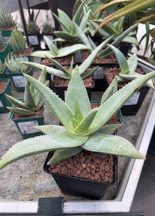 Aloe striata 'Ghost Aloe'