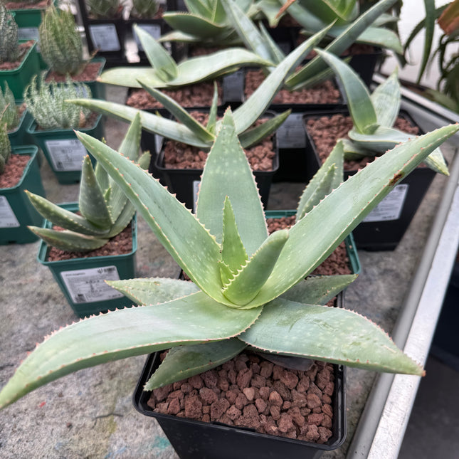 Aloe striata ‘Ghost Aloe’