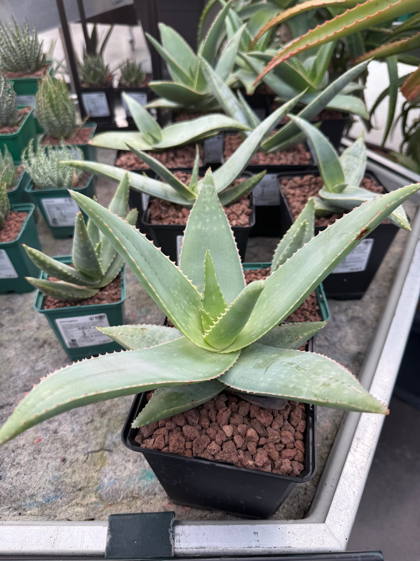 Aloe striata ‘Ghost Aloe’