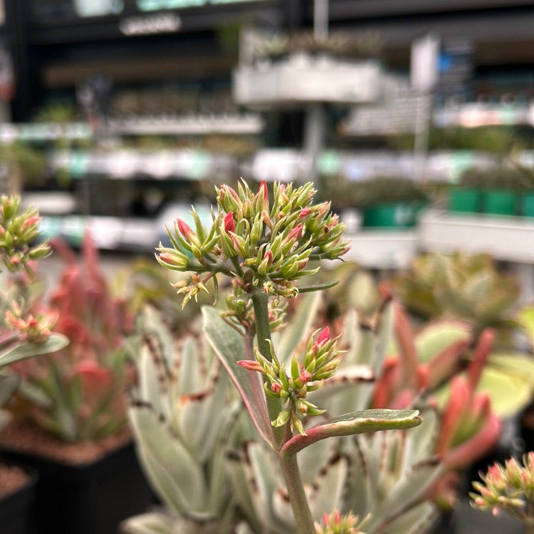 Kalanchoe fedtschenkoi variegated