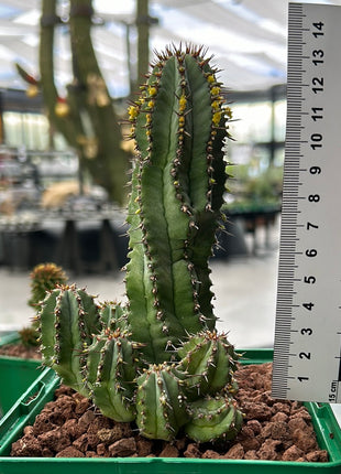 Euphorbia fruticosa