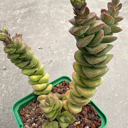 Crassula marneriana