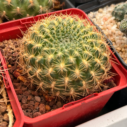 Weingartia sanpedroensis
