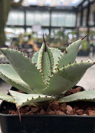 Agave pygmaea