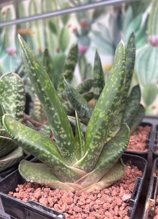 Gasteria disticha var. langebergensis
