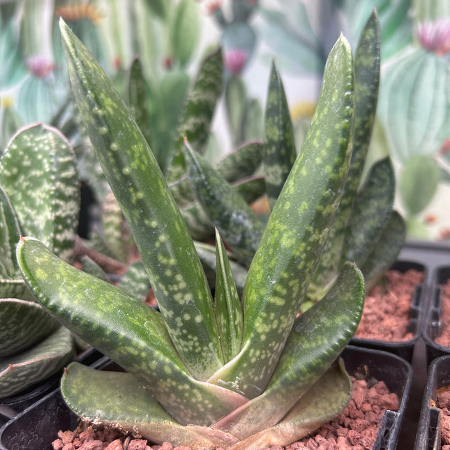 Gasteria disticha var. langebergensis