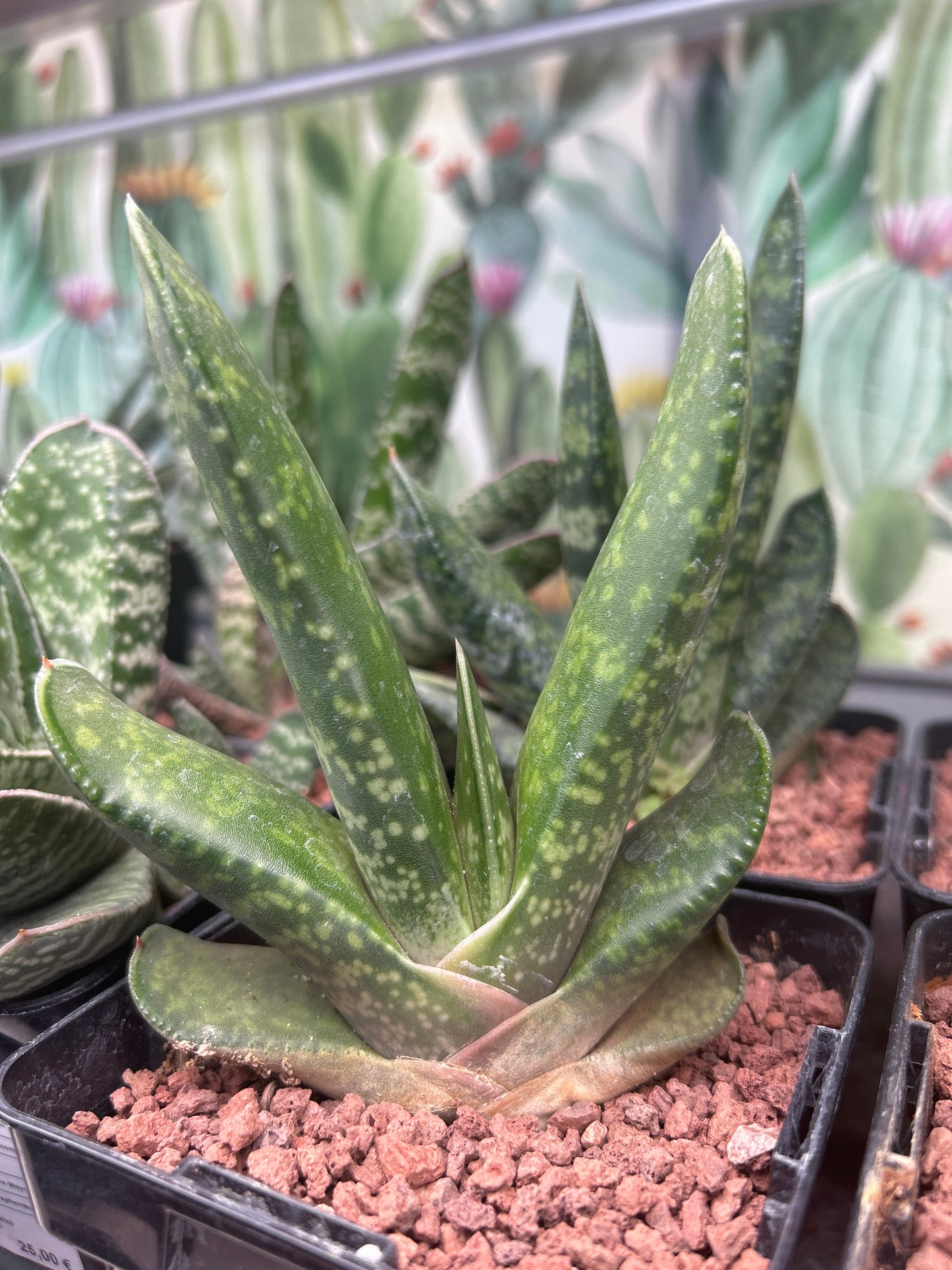 Gasteria disticha var. langebergensis