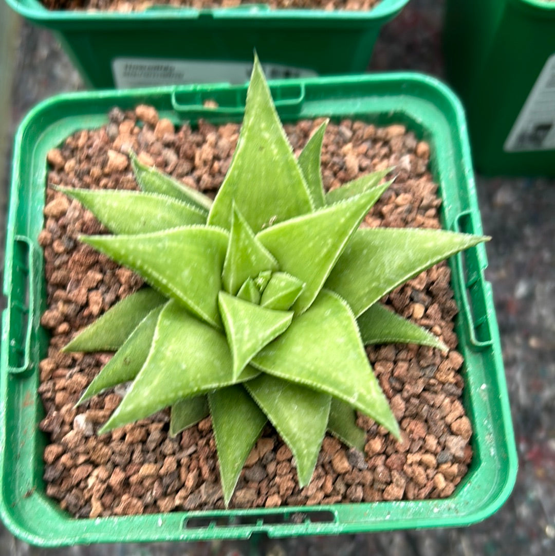 Haworthia angustifolia var. baylissii