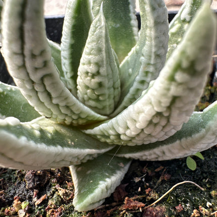 Tulista pumila 'Emperor' | Planta-pérola 'Emperador'