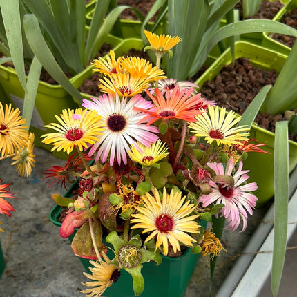 Dorotheanthus bellidiformis