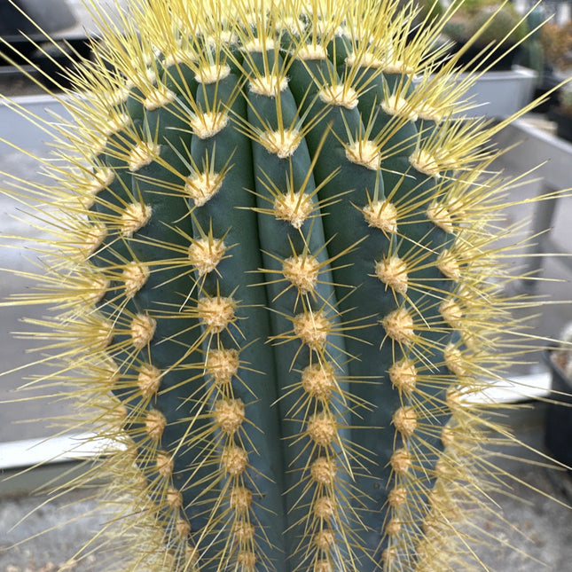 Siccobaccatus estevesii (ex. Austrocephalocereus)