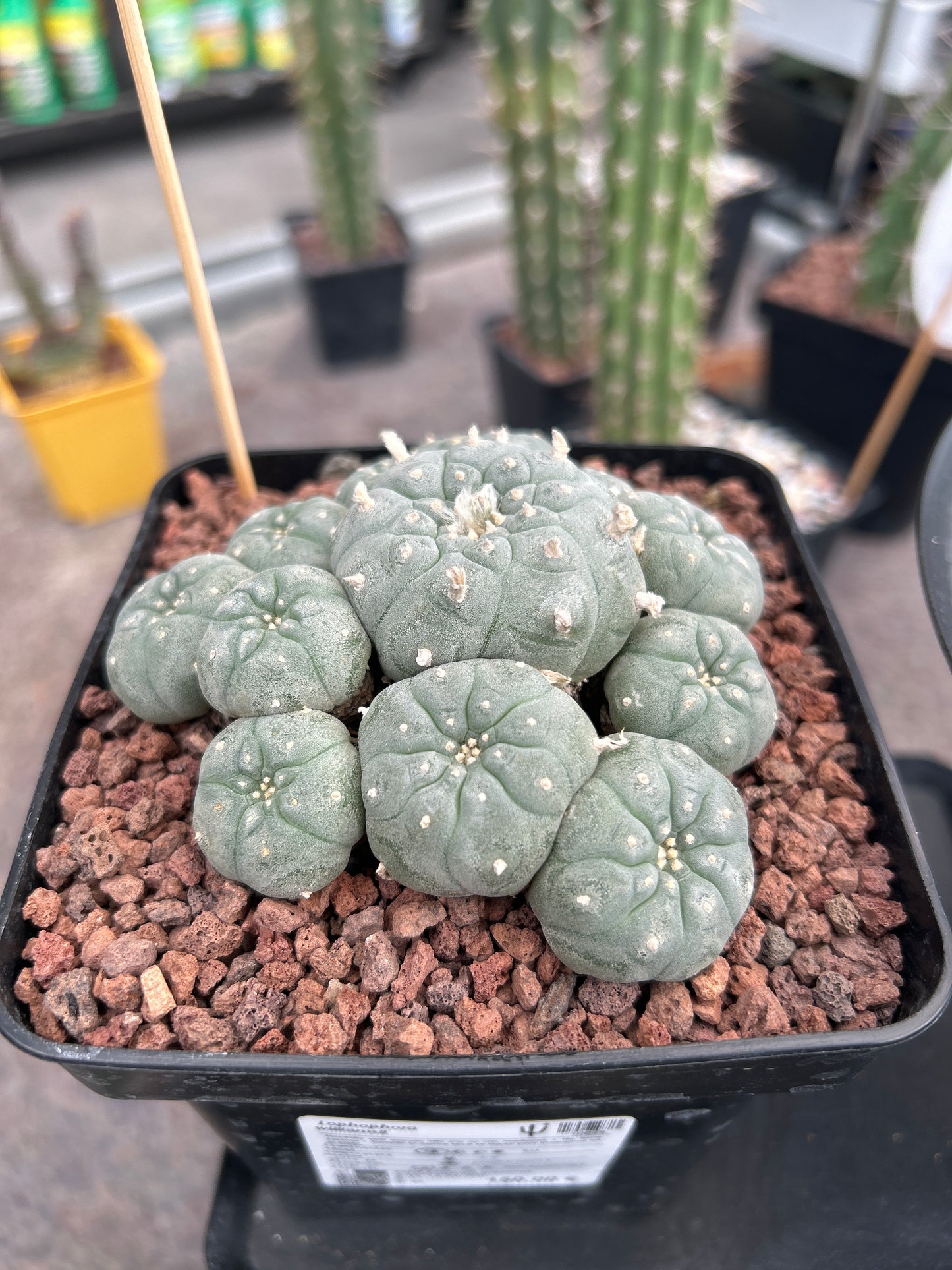 Lophophora williamsii (Peyote)