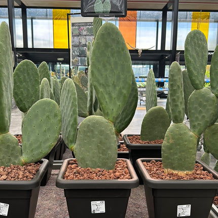 Opuntia Titania