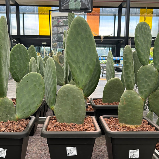 Opuntia titania