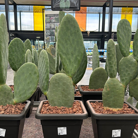 Opuntia titania