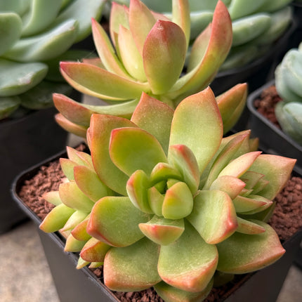 Pachyveria ‘Rough’