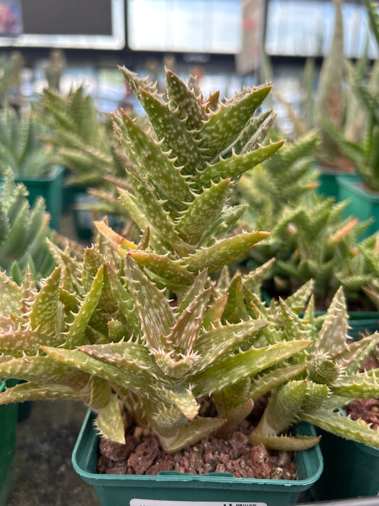 Aloe juvenna