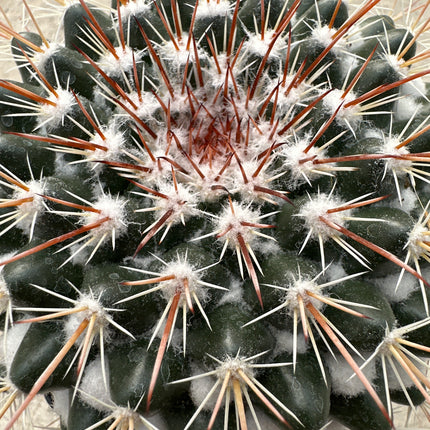 Mammillaria microhelia f. rosa | Little sun pincushion cactus. pink flower