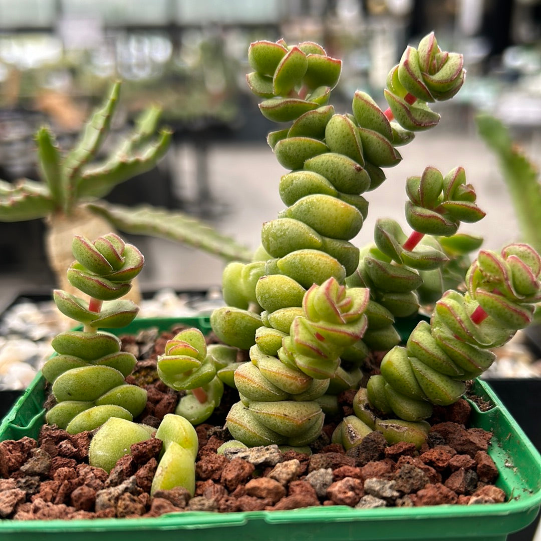 Crassula perforata rupestris