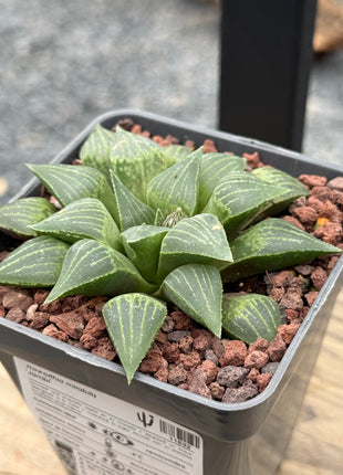 Haworthia mirabilis 'Jacubi'