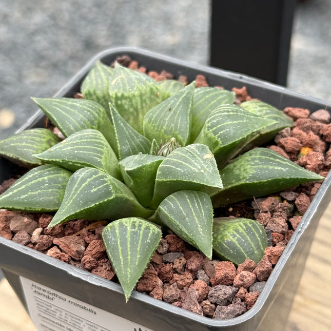 Haworthia mirabilis ‘Jacubi’