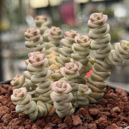 Crassula ‘Baby Necklace’ f. variegata