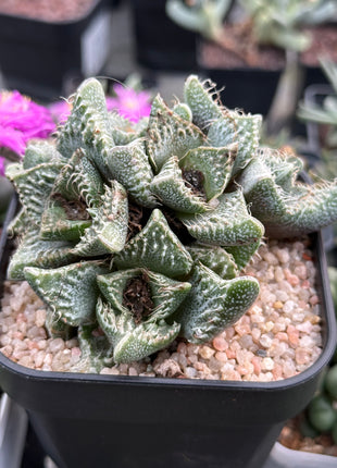 Faucaria tuberculosa