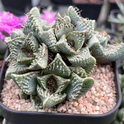 Faucaria tuberculosa