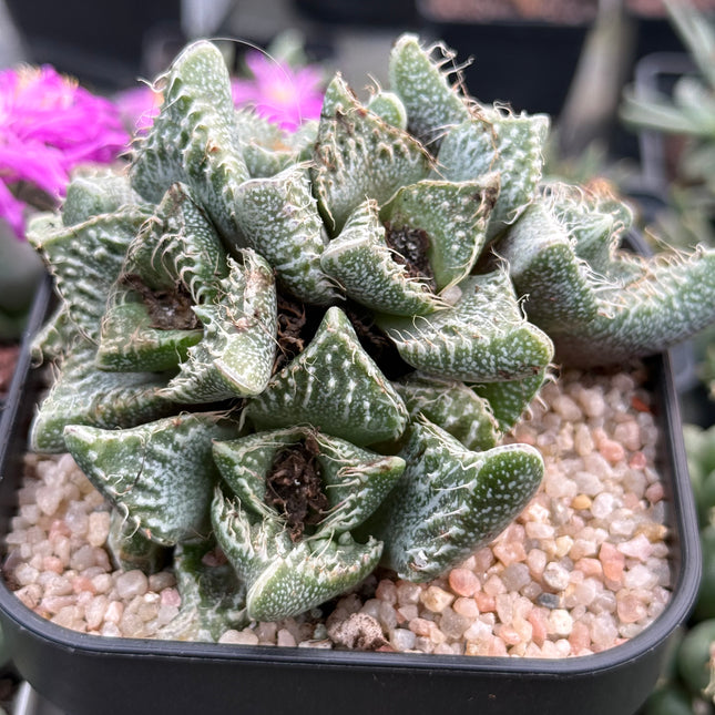 Faucaria tuberculosa