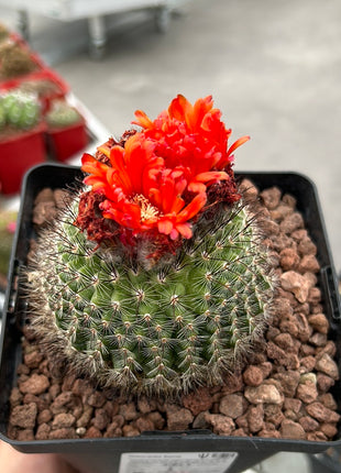 Notocactus fuscus