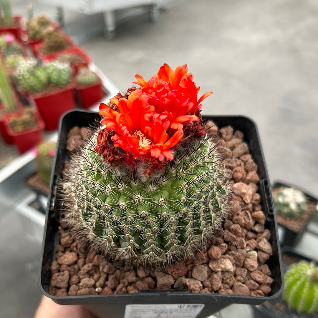 Notocactus fuscus