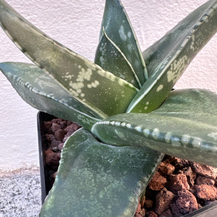 Gasteria excelsa | Gasteria gigante de los acantilados