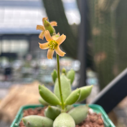 Cotyledon tomentosa “Garrita de Gato”