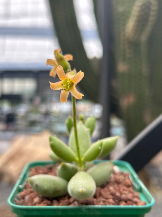 Cotyledon tomentosa “Garrita de Gato”