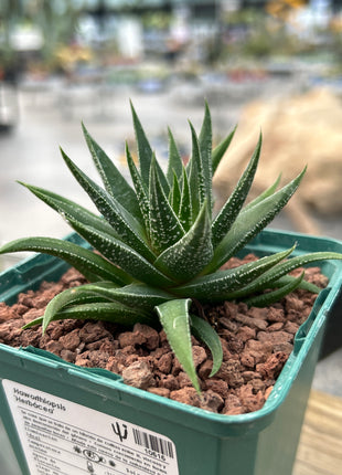 Haworthiopsis 'Herbaceous'
