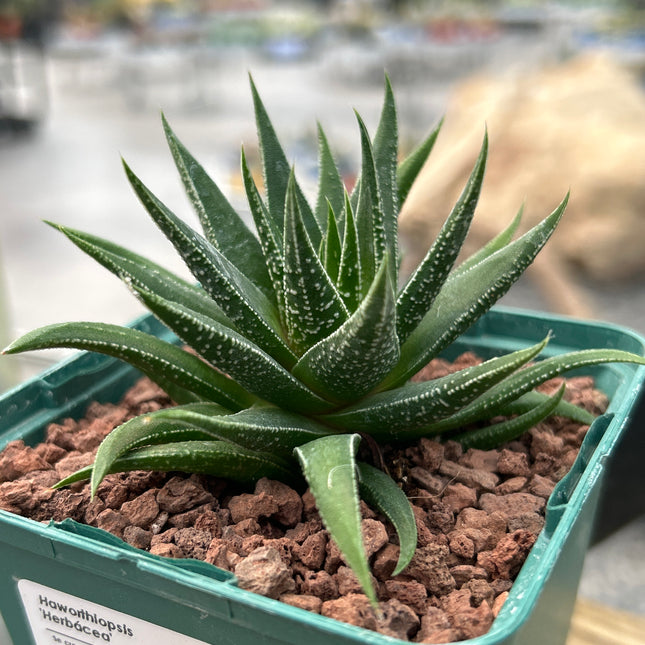 Haworthiopsis 'Herbácea'