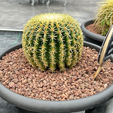 Kroenleinia grusonii var. brevispinus