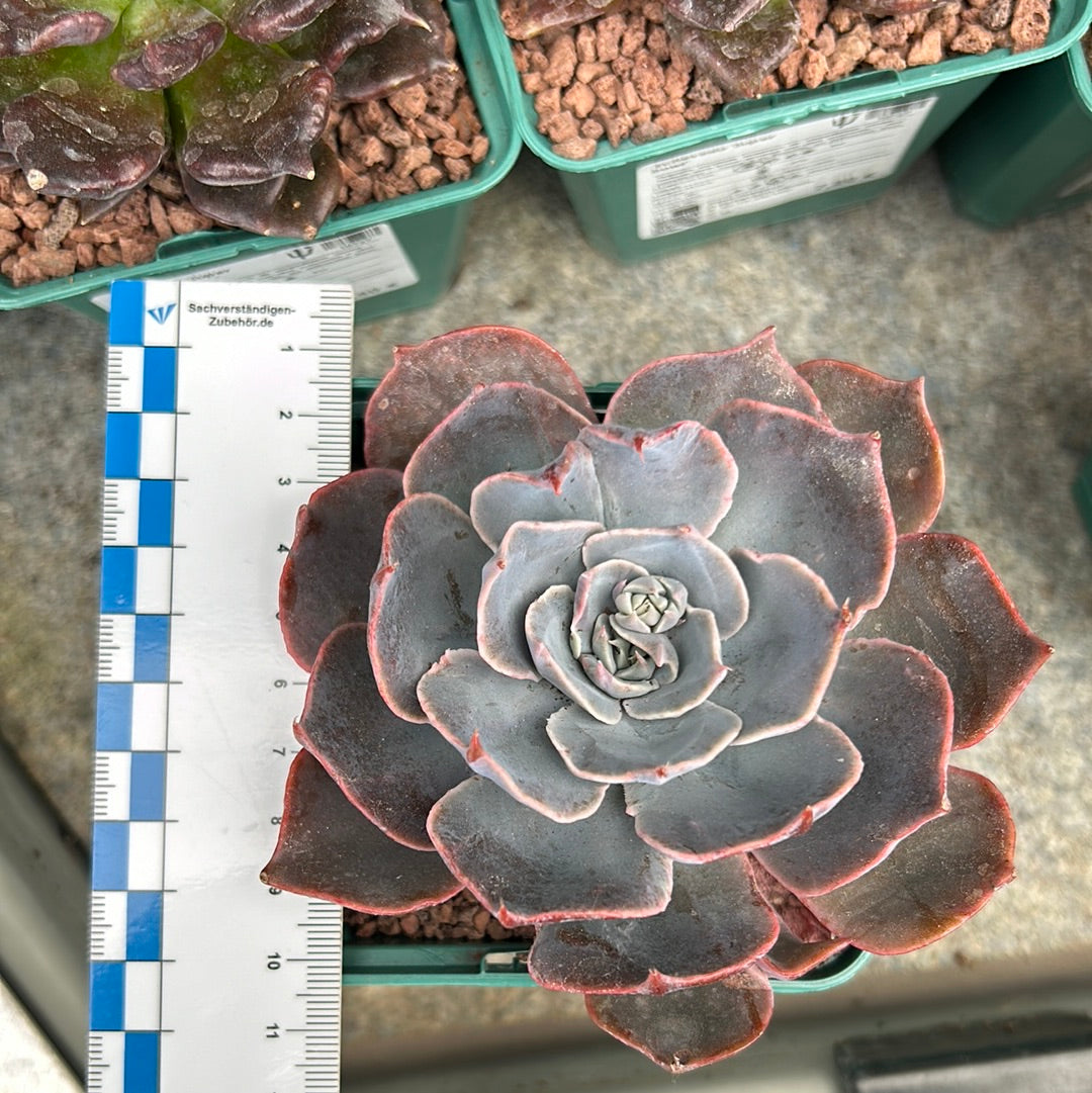 Echeveria 'Dusty rose'