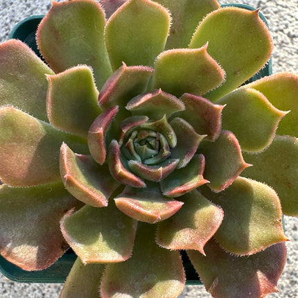 Echeveria 'Pink Champagne' | El Champán rosado