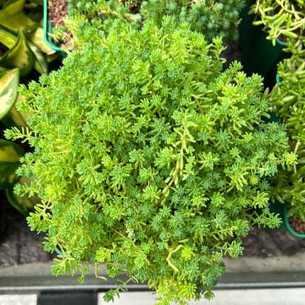 Sedum sexangulare