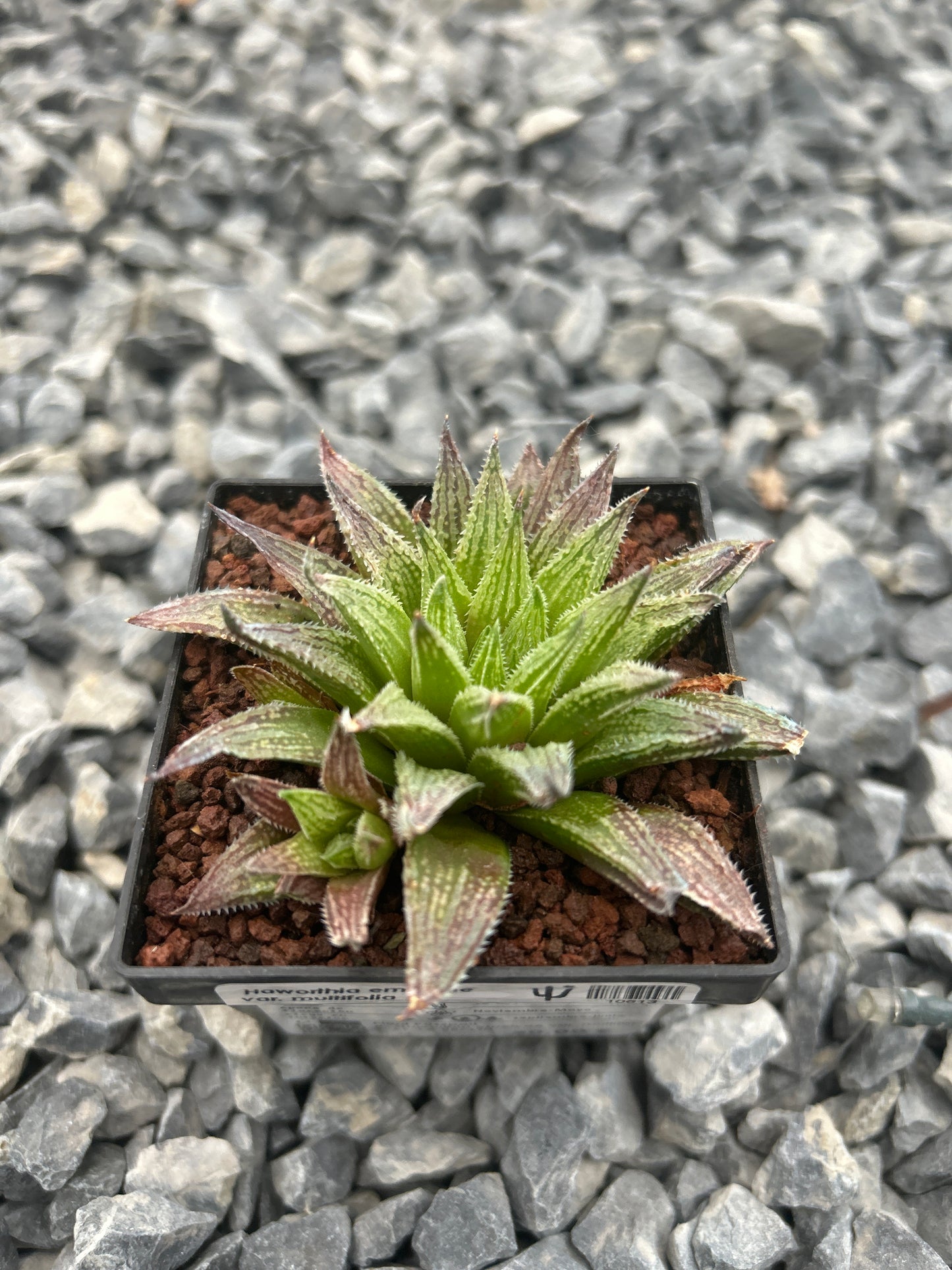 Haworthia emelyae var. multifolia