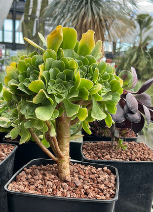 Aeonium pseudotabuliforme