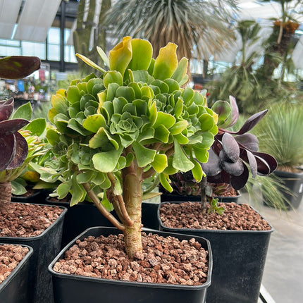 Aeonium pseudotabuliforme