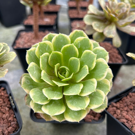 Aeonium 'Emerald Ice'