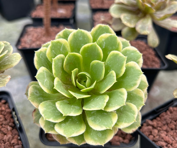 emerald ice succulent Aeonium 'Emerald Ice' – DesertSTORE.es
