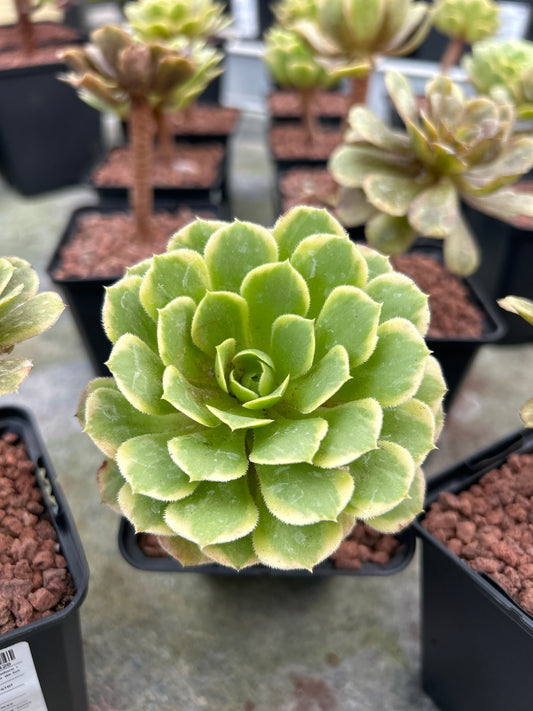 Aeonium 'Emerald Ice'