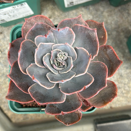 Echeveria ‘Dusty rose’