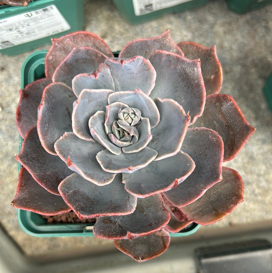 Echeveria 'Dusty rose'